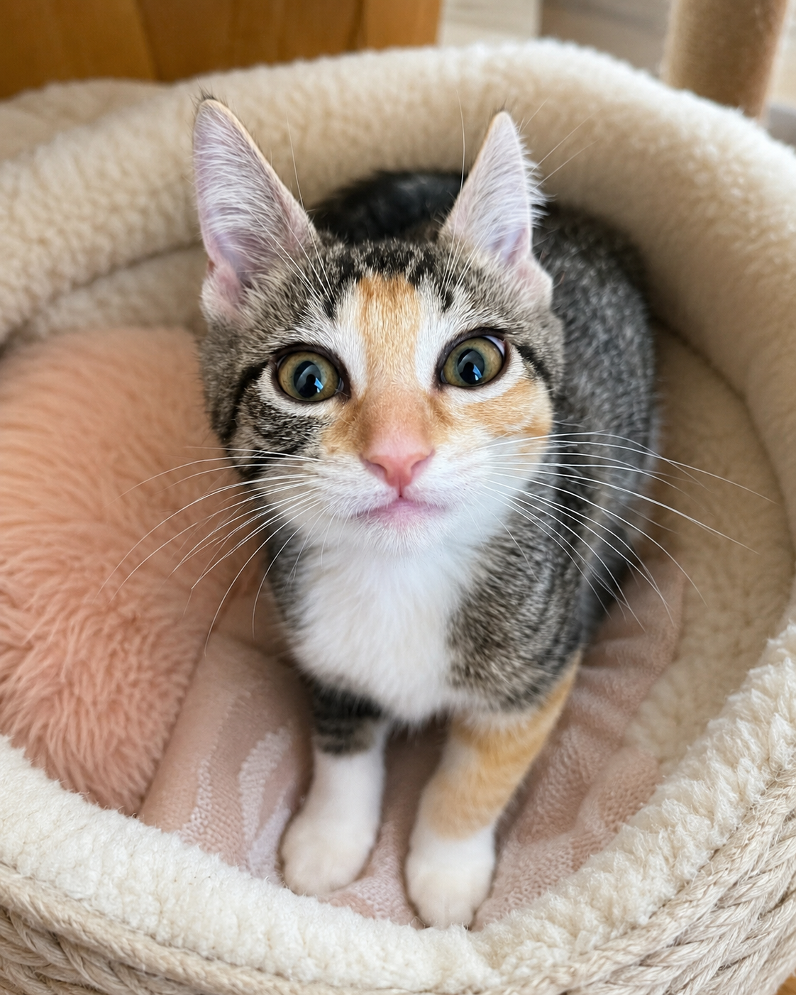 Adoptable pet Sophie Star49