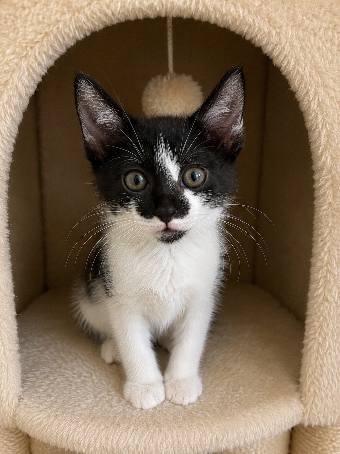 Adoptable pet Star36
