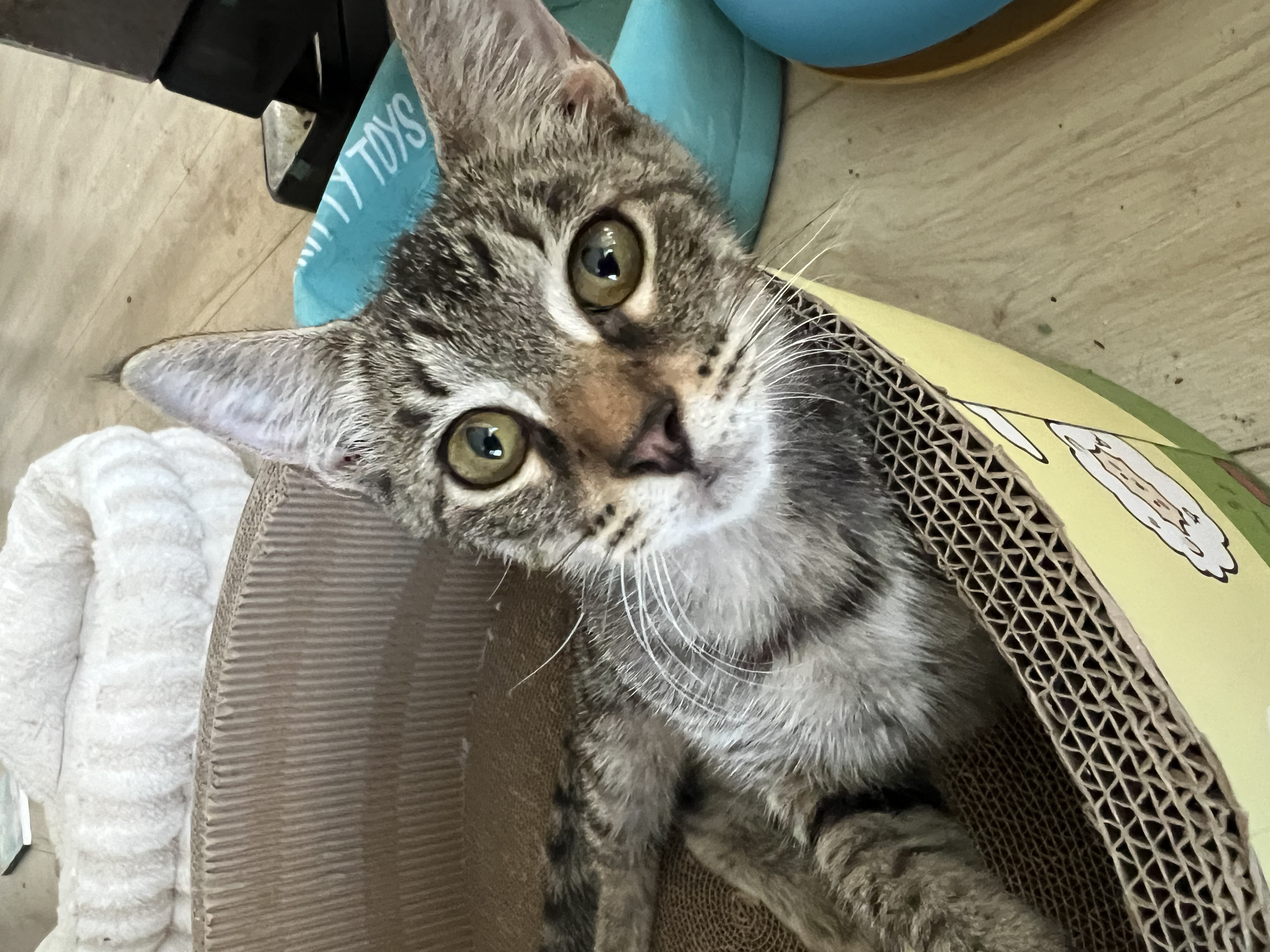 Adoptable pet Ivy Star 79
