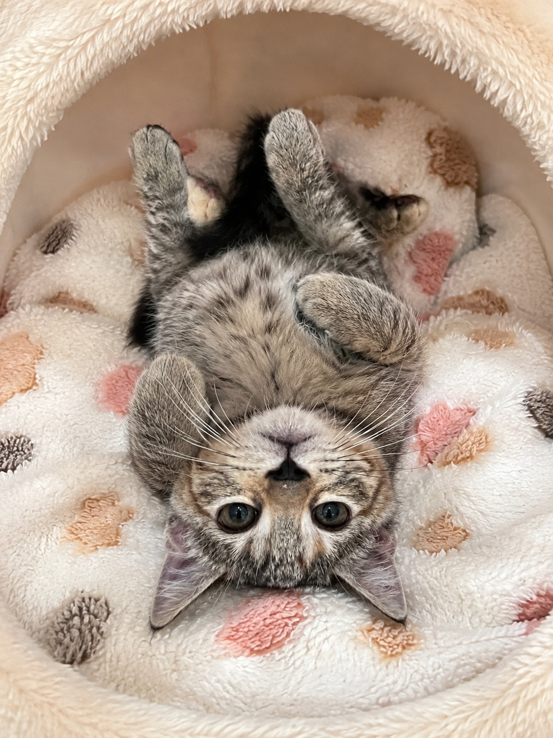 Adoptable pet Luna Star50
