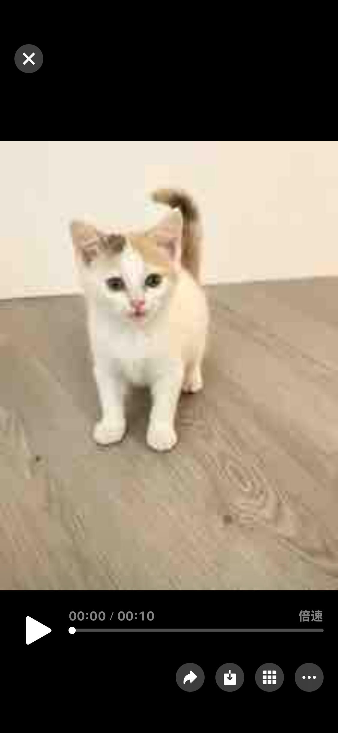 Adoptable pet Winn Star 80