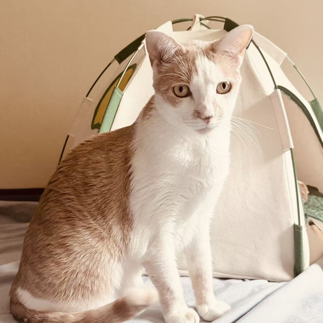 Adoptable pet Star44