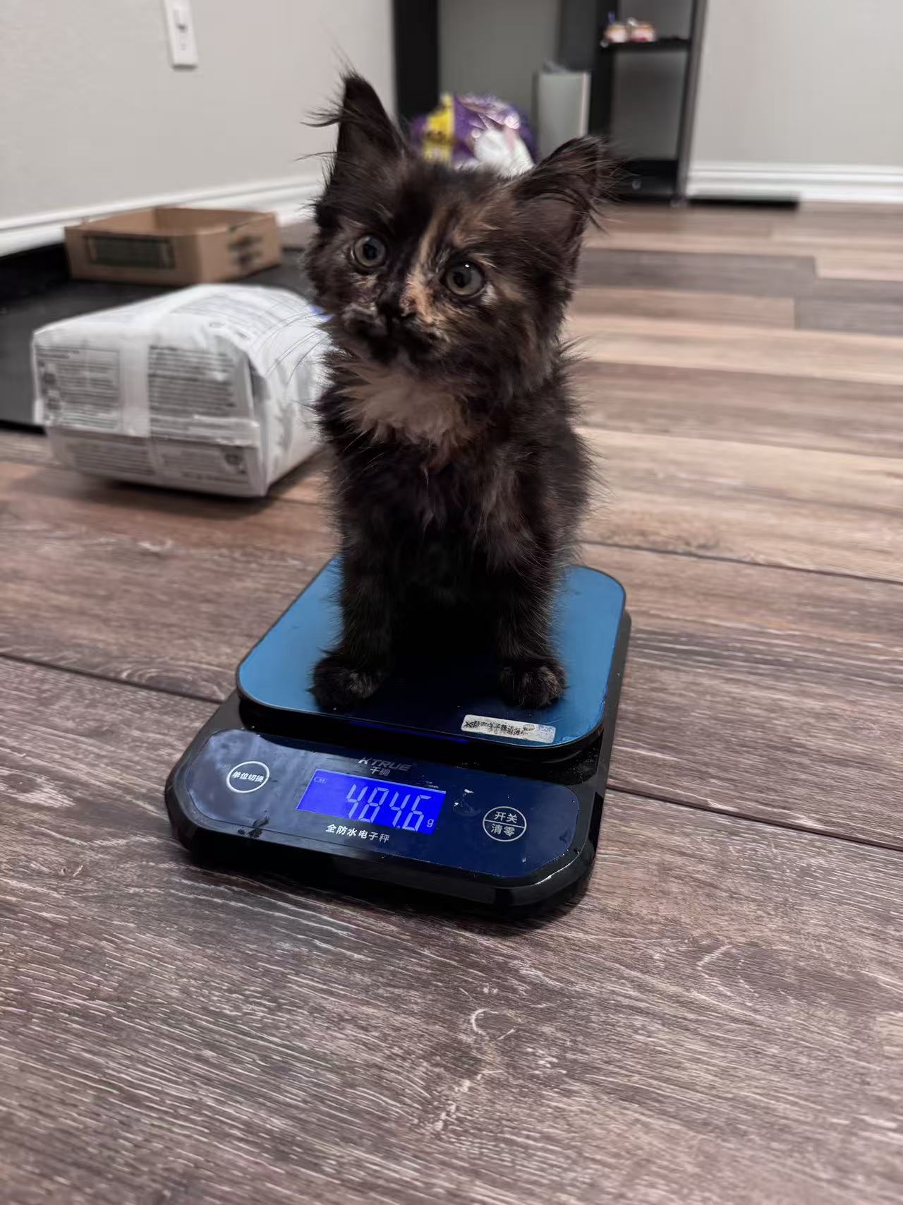 Adoptable pet Star42