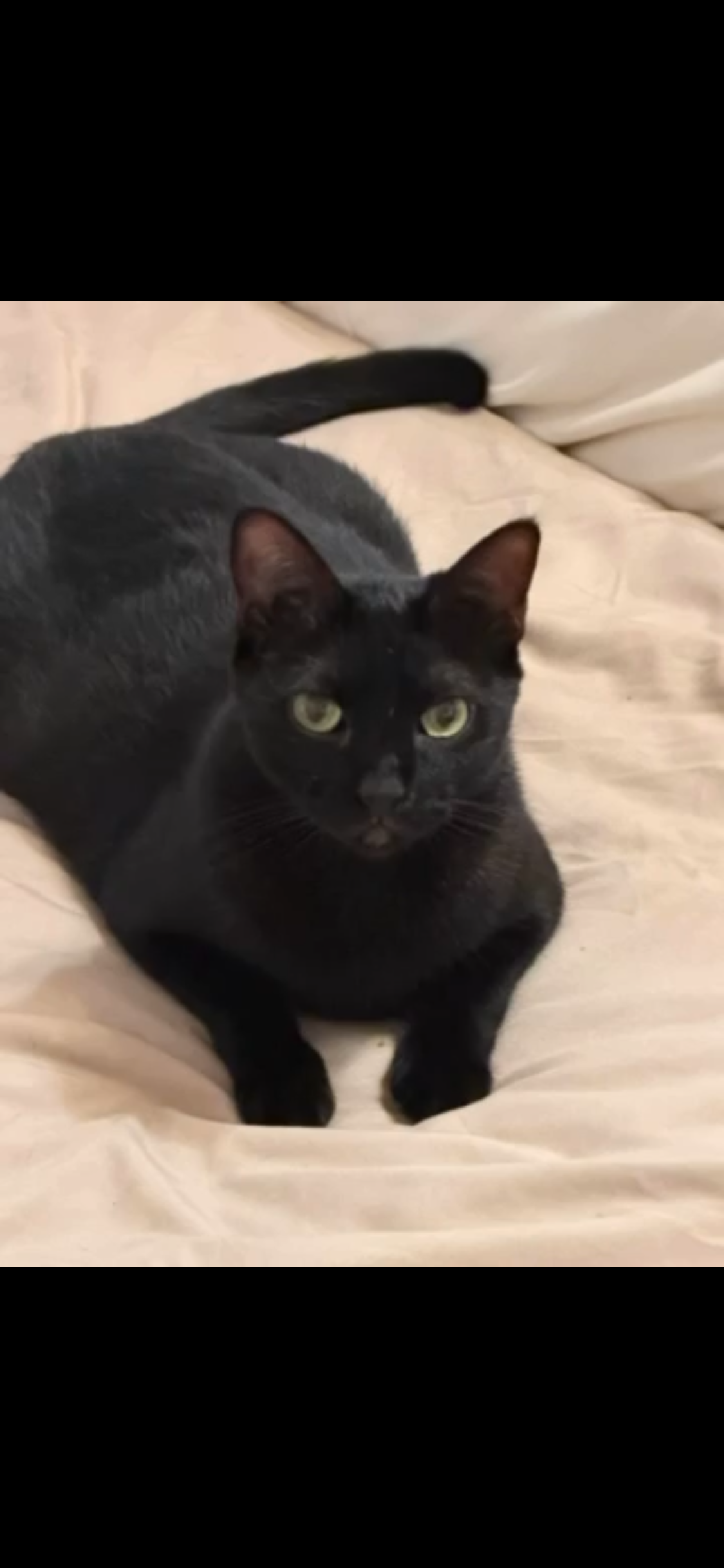 Adoptable pet Axel Star 78